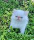 Himalayan Cats for sale in Clearwater, FL, USA. price: $1,500