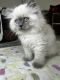 Himalayan Cats for sale in San Diego, CA, USA. price: $1,200