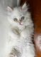 Himalayan Cats for sale in San Diego, CA, USA. price: $1,250