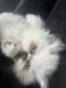 Himalayan Cats for sale in Columbia, PA 17512, USA. price: $1,300