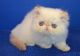 Himalayan Cats for sale in Camarillo, CA, USA. price: $1,500