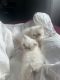 Himalayan Cats for sale in Bronx, NY, USA. price: $1,200
