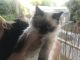 Himalayan Cats for sale in Laguna Woods, CA, USA. price: NA