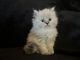 Himalayan Cats for sale in Elmwood, IL, USA. price: $950