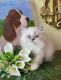 Himalayan Cats for sale in Hollywood, SC, USA. price: $850