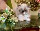 Himalayan Cats for sale in Hollywood, SC, USA. price: $1,250
