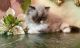 Himalayan Cats for sale in Hollywood, SC, USA. price: $2,500