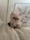 Himalayan Cats for sale in Franklin Park, NJ 08823, USA. price: $1,500