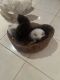 Himalayan Cats for sale in Germantown, MD, USA. price: $850