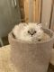 Himalayan Cats for sale in Lake in the Hills, IL 60156, USA. price: $500