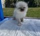 Himalayan Cats for sale in New Haven, CT, USA. price: $1,500