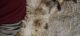 Himalayan Cats for sale in Penn Hills, PA, USA. price: $700