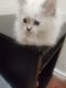 Himalayan Cats for sale in Bronx, NY, USA. price: $650