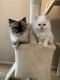 Himalayan Cats for sale in Moncks Corner, SC 29461, USA. price: $650
