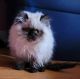 Himalayan Cats for sale in Lansing, IL, USA. price: $600