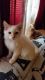 Himalayan Cats for sale in Dickson, TN, USA. price: $75