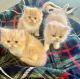Himalayan Cats for sale in Oklahoma City, OK, USA. price: $700