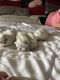 Himalayan Cats for sale in Lake in the Hills, IL 60156, USA. price: $1,000