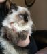 Himalayan Cats for sale in Louisville, Kentucky. price: $550