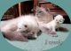 Himalayan Cats for sale in Ocala, FL, USA. price: NA