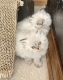 Himalayan Cats for sale in Lake in the Hills, IL 60156, USA. price: $700