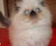 Himalayan Cats for sale in Chicago, Illinois. price: $500