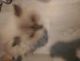 Himalayan Cats for sale in New York City, New York. price: $500