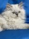 Himalayan Cats for sale in Rockford, Illinois. price: $1,000