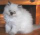 Himalayan Cats for sale in Columbus, OH, USA. price: $425