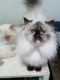 Himalayan Cats for sale in Clare, MI 48617, USA. price: NA