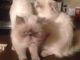 Himalayan Cats for sale in Costa Mesa, CA, USA. price: NA