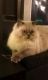 Himalayan Cats for sale in Elkton, VA 22827, USA. price: NA