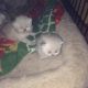 Himalayan Cats for sale in Gaithersburg, MD, USA. price: $850