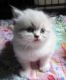 Himalayan Cats for sale in Philadelphia, PA, USA. price: NA