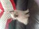 Himalayan Cats for sale in Binghamton, NY, USA. price: $400