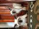 Himalayan Cats for sale in Binghamton, NY, USA. price: NA