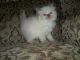 Himalayan Cats for sale in Billings, MT, USA. price: NA