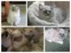 Himalayan Cats for sale in Mitchellville, MD, USA. price: $400