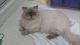 Himalayan Cats for sale in Islamabad, Pakistan. price: NA