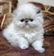 Himalayan Cats for sale in Boulder, CO, USA. price: NA
