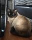 Himalayan Cats for sale in Huntsville, AL, USA. price: NA