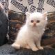 Himalayan Cats for sale in Berkeley, CA, USA. price: NA