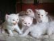 Himalayan Cats for sale in Montgomery, AL, USA. price: NA