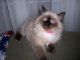 Himalayan Cats for sale in Flushing, MI 48433, USA. price: NA
