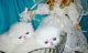 Himalayan Cats for sale in Buffalo, NY, USA. price: NA