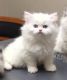 Himalayan Cats for sale in Huntsville, AL, USA. price: NA