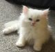 Himalayan Cats for sale in Little Rock, AR, USA. price: NA