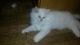 Himalayan Cats for sale in Lansing, MI, USA. price: NA