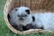 Himalayan Cats for sale in Birmingham, AL, USA. price: NA