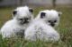 Himalayan Cats for sale in Mobile, AL, USA. price: $300